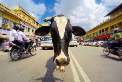 インドでは牛が普通に歩いているのが日常の風景です。