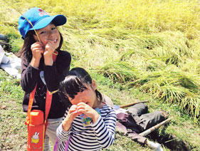 家族全員で楽しめた稲刈りキャンプ