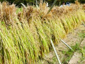 Rice Harvestingの画像